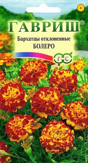 Семена Бархатцы Болеро отклоненные.
Однолетнее растение семейства Сложноцветные. 
Стебли прямостоячие, 25-30 см высотой, сильно ветвистые от основания, боковые побеги отклоненные. 
Соцветия махровые, красно-коричневые с золотисто-желтыми пятнами. 
В открытый грунт можно высевать в конце мая — начале июня. Всходы появляются на 5-10 день.
Почву желательно накрыть нетканым материалом (акрил, лутрасил). 
В этом случае сеять можно на неделю-полторы раньше обычных сроков и тем самым ускорить цветение. 
На рассаду сеют в начале апреля. Цветение начнется в июне. 
Бархатцы используют во всех видах цветников. Они хорошо растут в горшках, вазонах, балконных ящиках, в сочетании с примулами и цинерариями. 
Осенью цветущие растения можно перенести в комнату, где они прекрасно растут в течение всей зимы, а весной, высаженные в открытый грунт, образуют большой цветущий куст.
