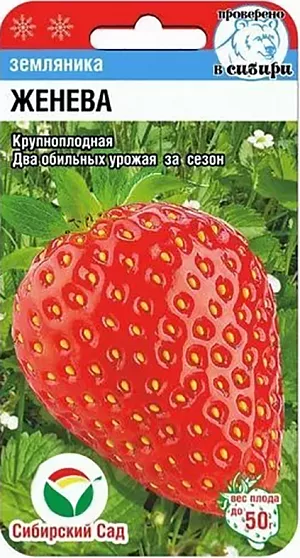 Семена Земляника (клубника) Женева крупноплодная Семена Земляника (клубника) Женева крупноплодная