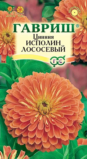 Семена Цинния Исполин Лососевый.
Серия высокорослых крупноцветковых цинний для элитного оформления сада. 
Отличается чрезвычайно обильным и продолжительным цветением, прочными ветвящимися цветоносами, чистыми и стойкими к выгоранию тонами соцветий. Формирует приподнятые, разветвленные кусты высотой до 90 см.
Соцветия георгиновидные, крупные, лососевые, 15 см в диаметре, с высокой устойчивостью к неблагоприятным погодным условиям. 
Цветет с июня до заморозков. Циннии светолюбивы, засухоустойчивы и теплолюбивы; отзывчивы на полив, без длительного полива снижается интенсивность цветения и уменьшается размер соцветий. Выращивают рассадным способом. Семена высевают в апреле. 
Всходы появляются через 4-6 дней. В начале июня растения высаживают на расстоянии 20 см.