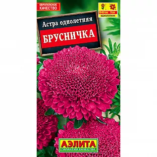 Астра Брусничка