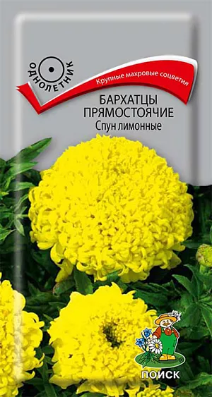 Семена Бархатцы прямостоячие Спун лимонные из каталога Бархатцы Семена Бархатцы Спун лимонные прямостоячие.
Растения высотой около 40 см. Цветы крупные, махровые и шарообразные лимонного цвета.
Цветет с июля до заморозков. Чтобы продлить цветение, необходимо удалять увядшие цветки. Используют для клумб, рабаток.
Растения, очень выровненные, прекрасно подходят для ковровых композиций.
Растение теплолюбивое, засухоустойчивое. Предпочитает солнечное место, к почвам не требовательно.
Семена высевают в апреле-мае в рассадные ящики. Глубина заделки семян 0,5-1 см. При температуре +18°C всходы появляются на 7-15 день. Через 2 недели сеянцы пикируют. В грунт рассаду высаживают после окончания весенних заморозков, выдерживая расстояние между растениями 20-30 см.