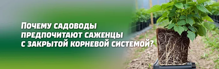 ПОЧЕМУ САДОВОДЫ-ОГРОДНИКИ ПРЕДПОЧИТАЮТ ДЕЛАТЬ ВЫБОР ПОКУПКИ САЖЕНЦЕВ С ЗАКРЫТОЙ КОРНЕВОЙ СИСТЕМОЙ (ЗКС). ПОЧЕМУ САДОВОДЫ-ОГРОДНИКИ ПРЕДПОЧИТАЮТ ДЕЛАТЬ ВЫБОР ПОКУПКИ САЖЕНЦЕВ С ЗАКРЫТОЙ КОРНЕВОЙ СИСТЕМОЙ (ЗКС).