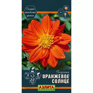 Георгина Оранжевое солнце