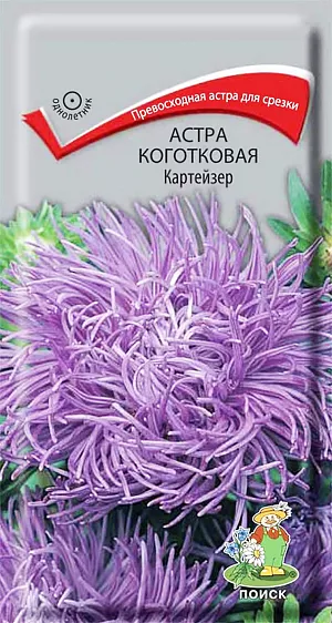 Семена Астра Картейзер коготковая из каталога Астра Семена Астра Картейзер коготковая. Совершенно новая форма цветка. Растение пирамидальной формы, высотой 70-75 см. Цветоносы прочные, длиной 50 см. Соцветия округло - плоские, махровые, диаметром 7-10 см. Язычковые тёмно-синей окраски, цветки сложены по длине в трубки, слегка загнуты внутрь, закрывают диск жёлтых трубчатых цветков. Цветет август-сентябрь. Используют очень широко: для посадки в сборные цветники группами, на рабатки - рядами, для бордюров и срезки.<br>
<br>
<br>
Растение предпочитает открытое солнечное место, но выносит и полутень. Лучше растет на легких, плодородных почвах. Не переносит внесения органических удобрений в год посадки. Семена высевают с середины февраля по апрель. Глубина заделки семян 0,5 см. При температуре почвы +20°C всходы появляются на 7-14 день. Через 3-4 недели посевы пикируют и выращивают при температуре почвы +12-15°C. В грунт рассаду высаживают во второй половине мая, выдерживая расстояние между растениями 20-30 см.