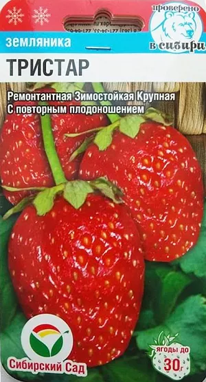 Семена Земляника (клубника) Тристар крупноплодная