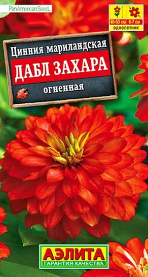 Семена Цинния Дабл Захара огненная. 100% махровая! Роскошная цинния американской компании PanAmerican Seed. Компактное растение, высотой 40-50 см, дает ошеломляющее количество ярких полностью махровых цветов   6-7 см. Соцветия долго сохраняют декоративность на растении, не боятся любых погодных условий. Серия цинний Дабл Захара рекомендуется для выращивания в клумбах, рабатках, в контейнерах и кашпо.<br>
 <br>
  Циннии – растения теплолюбивые, быстрорастущие, относительно засухоустойчивые. Предпочитают солнечные участки с дренированными почвами среднего плодородия, нейтральной кислотности. В южных регионах возможен безрассадный способ выращивания.<br>