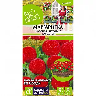 Маргаритка Красная пуговка помпонная