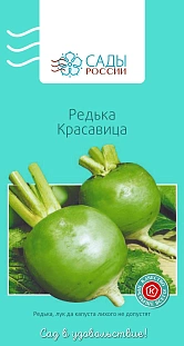 Редька Красавица Редька Красавица