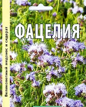 Фацелия