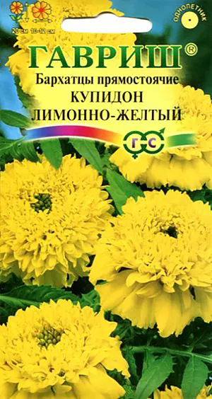 Бархатцы Купидон Лимонно-желтый прямостоячие из каталога Бархатцы Семена Бархатцы Купидон Лимонно-желтый прямостоячие.
Однолетнее растение семейства Сложноцветные.
Стебли прямостоячие, 20 см высотой, сильно ветвистые от основания, боковые побеги отклоненные.
Соцветия-корзинки яркого лимонно-желтого цвета, 10-12 см в диаметре.
В открытый грунт можно высевать в конце мая — начале июня. Всходы появляются на 5-10 день.
Почву желательно накрыть нетканым материалом (акрил, лутрасил).
В этом случае сеять можно на неделю-полторы раньше обычных сроков и тем самым ускорить цветение. На рассаду сеют в начале апреля.
Цветение начнется в июне. Бархатцы используют во всех видах цветников.
Они хорошо растут в горшках, вазонах, балконных ящиках, в сочетании с примулами и цинерариями.
Осенью цветущие растения можно перенести в комнату, где они прекрасно растут в течение зимы, а весной, высаженные в открытый грунт,
образуют большой цветущий куст.