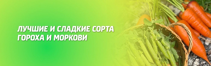 САМЫЕ СЛАДКИЕ СОРТА ГОРОХА И МОРКОВИ САМЫЕ СЛАДКИЕ СОРТА ГОРОХА И МОРКОВИ