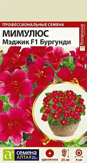 Семена Мимулюс "Мэджик Бургунди".<br>
Привлекательное быстрорастущее растение. Выращивают как в открытом грунте, так и в качестве горшечной культуры. Формирует компактный кустик высотой и шириной 20-25 см. Листья яйцевидные, по краю зазубренные. Стебли прямостоячие, ветвистые, покрыты крупными, до 4 см диаметром, цветками насыщенной винно-красной окраски. Серию Мэджик отличает короткий период выращивания (всего 7 недель от посева до начала бутонизации), пышное обильное цветение, а также способность растений выдерживать небольшие заморозки до -4С. Тепло- и влаголюбивое растение, не выносит палящих солнечных лучей. Предпочитает полутенистые, защищенные от ветров участки на слабокислых рыхлых суглинистых почвах с повышенной влажностью. Посевы на рассаду проводят в конце марта – начале апреля. В качестве субстрата лучше использовать универсальный грунт с кокосовым волокном и перлитом, добавив немного чистого песка. Семена распределяют по поверхности субстрата, не заделывая, и слегка опрыскивают водой комнатной температуры. Емкость накрывают стеклом. Температура в помещении должна быть не менее +18°С. Ежедневно стекло убирают для проветривания посевов. Первые ростки появляются через 4-8 дней, укрытие снимают и помещают емкость в хорошо освещенное прохладное место (+10-12°С), избегая попадания прямых солнечных лучей. Грунт постоянно должен быть умеренно влажным. В стадии 3-х настоящих листьев сеянцы пикируют в отдельные торфяные горшочки. В грунт рассаду высаживают в конце мая вместе с горшочками. Посадочный интервал – 20-25 см. Первая волна цветения в июне-июле, затем растения необходимо обрезать. Вторая волна цветения, как правило, обильнее и продолжительнее первой. Возможно сохранение растений в зимний период в комнатных условиях.