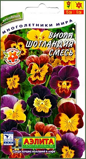 Семена Виола Шотландия смесь окрасок из каталога Виола Семена Виола Шотландия смесь окрасок.
Зимостойкое низкорослое многолетнее растение с обильным и длительным цветением. Быстро разрастаясь, образует густые куртины высотой до 15 см из листьев и крупных цветков 5-6 см. Виолы достаточно неприхотливы, хорошо растут на любой хорошо дренированной почве на солнце и в полутени. Используются в бордюрах, на переднем плане цветников и вдоль дорожек. Подходят для выращивания в контейнерах. В смесь входят окраски: белая – 25%, красная – 25%, фиолетовая – 25%, розовая – 25%.
Агротехника. Сеянцы пикируют в фазе одного-двух настоящих листьев. При посеве в открытый грунт в июне-июле цветет на следующий год. Рекомендуется раз в 3-4 года делить разросшиеся кустики.