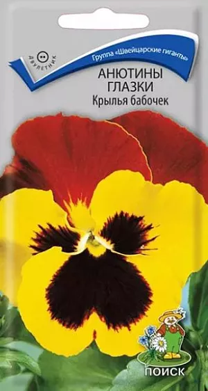 Семена Анютины глазки Крылья бабочек из каталога Виола Семена Анютины глазки Крылья бабочек. Растение с быстрым ростом, красиво и обильно облиственное, с крупными цветками, сидящими на короткой и твердой цветоножке, высотой 15 см. Цветы крупные трехцветные. Верхние лепестки красно-бордовые, нижние желтые с черными пятнами у основания лепестков. Цветёт с июня до морозов. Используют для клумб и бордюров, в цветники - группами.<br>
<br>
Агротехника. Растения неприхотливые, легкие в выращивании, холодостойкие. Предпочитают солнечные и полутенистые места, рыхлые, плодородные почвы. Размножают посевом семян в июне на разводочные гряды. Семена слегка присыпают землей. При температуре почвы +18°C всходы появляются на 10-15 день. Сеянцы пикируют в фазе 1-2-й пары настоящих листьев. В конце августа – начале сентября рассаду высаживают на постоянное место, выдерживая расстояние между растениями 15-20 см.