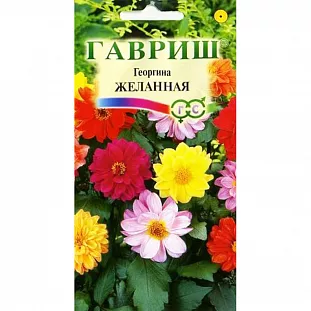 Георгина Желанная