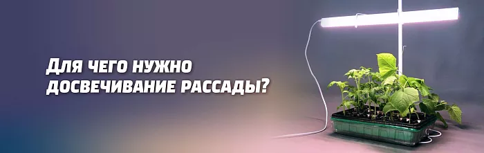 ДЛЯ ЧЕГО НУЖНО ДОСВЕЧИВАНИЕ РАССАДЫ В ФЕВРАЛЕ – АПРЕЛЕ, КАК ЕГО УСТРОИТЬ И КАК ПРОВОДИТЬ ДЛЯ ЧЕГО НУЖНО ДОСВЕЧИВАНИЕ РАССАДЫ В ФЕВРАЛЕ – АПРЕЛЕ, КАК ЕГО УСТРОИТЬ И КАК ПРОВОДИТЬ