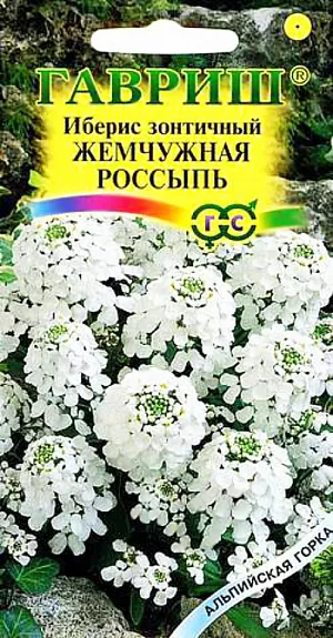 Семена Иберис Жемчужная Россыпь зонтичный белый, стенник.
Один из самых непривередливых однолетников семейства Крестоцветные. Светолюбивый и холодостойкий. Образует живописные куртинки. Растение компактное, высотой 30-40 см. Соцветия образуют небольшие зонтики, цветки мелкие белые, ароматные Сильно разрастающиеся кусты следует периодически стричь. Размножают посевом семян в грунт рано весной или под зиму. Сеянцы прореживают, оставляя между растениями до 20 см. Цветут с июля до конца августа. Дают самосев. Используют для миксбордеров, каменистых садиков, контейнеров, ваз, в качестве бордюров к многолетникам.