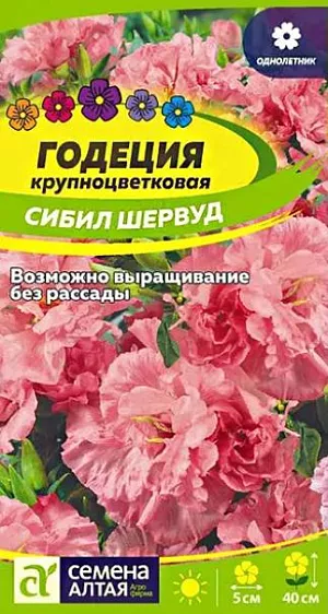 Семена Годеция "Сибил Шервуд".<br>
Очаровательный нарядноцветущий однолетник! Растение формирует компактный кустик высотой 30-40 см, обильно покрытый цветками нежно-розовой окраски с более светлыми краями и желтым глазком. Цветки колокольчатые полумахровые крупные, 4-5 см диаметром, с волнистыми краями лепестков, раскрываются на растении постепенно. Великолепна в любых цветниках: на клумбах, рабатках, в миксбордерах, идеально подходит для создания бордюров, посадки в контейнеры и балконные ящики. Превосходный материал для срезки. Холодостойкое, светолюбивое быстрорастущее растение. Предпочитает солнечные участки на плодородных, достаточно влажных нейтральных или слабокислых почвах, но не терпит переувлажнения. Может расти и в полутени. Посев семян на рассаду проводят в конце марта – начале апреля. Растение плохо переносит пикировку и пересадку, поэтому лучше сеять в торфяные горшочки по 3-4 семечка. Высевать семена можно поверхностно, но с целью минимизации риска пересыхания лучше присыпать их слоем грунта 0,3 см. В первые дни нужно обеспечить посевам парниковый эффект, увлажнять из пульверизатора. При температуре +20°C всходы появляются на 7-14-й день. При рассадном выращивании в фазе первой пары настоящих листочков рассаду пикируют, делать это нужно очень аккуратно, оберегая корни растения. В открытый грунт рассаду высаживают в середине мая, стараясь не разрушить земляной ком. В случае выращивания рассады в торфяных горшочках – высаживают вместе с ними. Посевы семян в открытый грунт проводят в апреле-мае с последующим прореживанием всходов. Схема посадки 20х30 см. Возможен подзимний посев семян в грунт сухим способом. Для обильного и продолжительного цветения рекомендуется пару раз в месяц подкармливать комплексными удобрениями с невысоким содержанием азотных компонентов. После поливов допускается производить неглубокое рыхление почвы, что улучшает воздухопроницаемость грунта. Цветение обильное и продолжительное – с июля до заморозков.