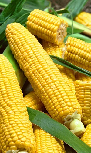 Семена Кукуруза Лакомка Белогорья - сахарная Семена Кукуруза Лакомка Белогорья - сахарная