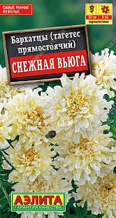 Бархатцы Снежная вьюга