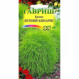 Кохия Летний кипарис Кохия Летний кипарис