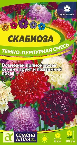 Семена "Скабиоза тёмно-пурпурная" смесь.<br>
Однолетнее высокорослое растение семейства Ворсянковые с плотными душистыми соцветиями. Стебель прямой, разветвляющийся, высотой до 80 см. Прикорневые листья ланцетно-овальные крупнозубчатые, стеблевые - супротивные перисто-раздельные. Мелкие цветки собраны в головчатые соцветия диаметром 5-6 см. Соцветия разнообразных оттенков махровые, на длинных прочных цветоносах, что особенно ценно для цветочных аранжировок. Идеально подходит для декорирования клумб, рабаток, в срезке сохраняет декоративность до 20 дней. Неприхотливое светолюбивое растение, легко переносит холод и засуху. Предпочитает открытые солнечные участки на плодородных легких, хорошо удобренных перегноем рыхлых почвах. Посевы на рассаду проводят в конце февраля - начале марта. Контейнер с дренажными отверстиями наполняют рыхлым питательным субстратом.