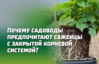 ПОЧЕМУ САДОВОДЫ-ОГРОДНИКИ ПРЕДПОЧИТАЮТ ДЕЛАТЬ ВЫБОР ПОКУПКИ САЖЕНЦЕВ С ЗАКРЫТОЙ КОРНЕВОЙ СИСТЕМОЙ (ЗКС).