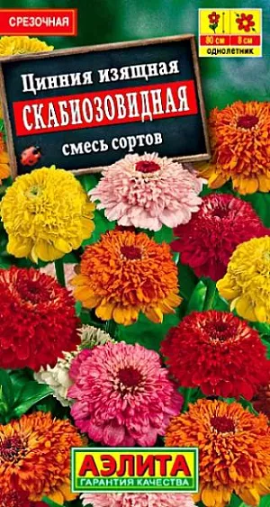 Семена Цинния Скабиозовидная смесь окрасок. Однолетник<br>
 Высота растения 80 см<br>
 Диаметр цветка 8 см<br>
 Свето- и теплолюбивое, быстрорастущее растение с прямостоячими стеблями. Соцветия-корзинки махровые, внешне напоминающие соцветия скабиозы. Лепестки краевых язычковых цветков крупные, центральных цветков - более мелкие, слегка свернутые. Это придает всему соцветию очень привлекательный вид. Используются для цветников и на срезку.<br>
  <br>
 Посев: апрель на рассаду. Сеянцы пикируют и через 7-10 дней 2-3 раза подкармливают комплексным минеральным удобрением. После окончания заморозков закаленную рассаду высаживают в открытый грунт на расстояние 30-35 см между растениями. В южных областях возможен посев в открытый грунт с последующим прореживанием. Хорошо растет на солнечных местах с легкой, плодородной почвой.<br>
 Уход: любит обильный полив и подкормки комплексным минеральным удобрением. Мы рекомендуем использовать комплексное минеральное удобрение “АЭЛИТА-ЦВЕТОЧНОЕ” (содержит комплекс NPK, обогащенный широким спектром микроэлементов), способствующее улучшению роста и продолжительному цветению.<br>
 Цветение с июня до заморозков<br>