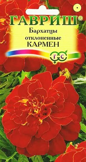 Семена Бархатцы Кармен отклоненные. Травянистое растение семейства Сложноцветные. Образует компактный густоветвящийся куст высотой 30 см. Соцветия-корзинки, диаметром 4-5 см, махровые, гвоздиковидные, красно-коричневые с желтым центром. Цветет с июня по сентябрь. Светолюбивы и теплолюбивы, заморозков не переносят. Предпочитают плодородные легкие почвы. Выращивают, как правило, рассадным способом. Посев проводят во второй половине марта - начале апреля. Всходы появляются через 4-8 дней после посева, сеянцы пикируют в фазе 2-го настоящего листа. Рассаду высаживают в начале июня, расстояние между растениями 20 см. Используют для посадки на клумбах, рабатках, бордюрах, в балконные ящики, можно использовать как горшечную культуру.<br>
 <br>
 <img src="http://sc-victoriya.ru/bitrix/images/1.gif" title="Видеоролик c YouTube: Посадка Бархатцев на рассаду" id="bxid737374553"><br>