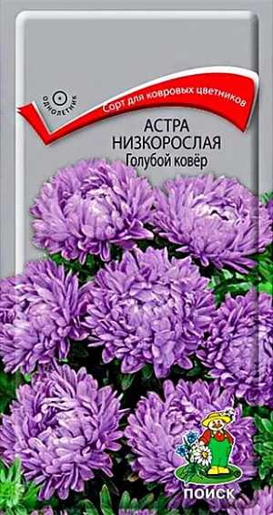 Семена Астра низкорослая Голубой ковёр. Великолепный низкорослый сорт для ковровых цветников. Растение компактное высотой около 20 см. Соцветия голубые. Цветет обильно с июля до морозов. Используют в сборных цветниках, на рабатках, для бордюров и мини букетов.<br>
 <br>
 Агротехника. Растение предпочитает открытое солнечное место, но выносит и полутень. Лучше растет на легких, плодородных почвах. Не переносит внесения органических удобрений в год посадки. Семена высевают с середины февраля по апрель. Глубина заделки семян 0,5 см. При температуре +20°С всходы появляются на 7-14 день. Через 3-4 недели посевы пикируют и выращивают при температуре 12-15°С. В грунт рассаду высаживают во второй половине мая, расстояние между растениями 20 см. <br>