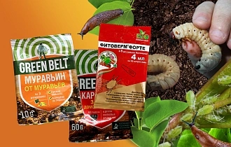 КАК БОРОТЬСЯ С ГЛАВНЫМИ ВРЕДИТЕЛЯМИ И БОЛЕЗНЯМИ САДА В МАЕ КАК БОРОТЬСЯ С ГЛАВНЫМИ ВРЕДИТЕЛЯМИ И БОЛЕЗНЯМИ САДА В МАЕ