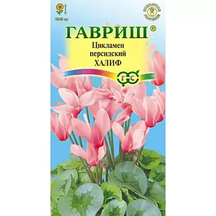 Семена Цикламен Халиф персидский