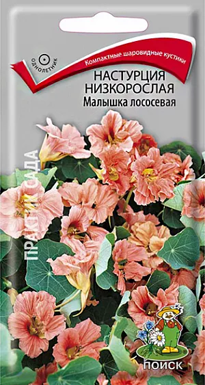 Семена Настурция низкорослая Малышка лососевая 1 гр. Обилие махровых и полумахровых цветов. Кустик компактный, прямостоячий, до 30 см. высотой. Цветы лососевые, расположены поверх темно- зеленых листьев, венчики направлены вверх. Цветет обильно с июля по октябрь.<br>
 <br>
  Агротехника. Растение предпочитает солнечные или слегка затененные места, умеренно плодородные и влажные почвогрунты. Семена высевают в мае непосредственно на место, в лунки по три семени. Глубина заделки семян 2 см. При температуре почвы +20°C всходы появляются на 14-20 день.<br>