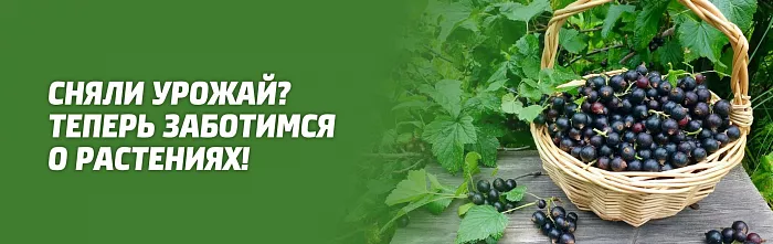 Как поблагодарить растения за отличный урожай? Как поблагодарить растения за отличный урожай?