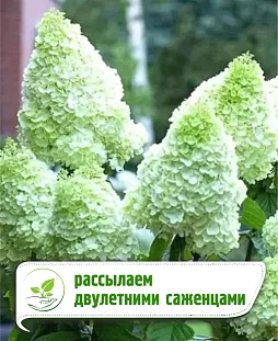 Гортензия метельчатая Сильвер доллар