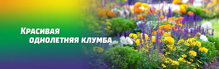 КАК СДЕЛАТЬ КРАСИВУЮ ОДНОЛЕТНЮЮ КЛУМБУ КАК СДЕЛАТЬ КРАСИВУЮ ОДНОЛЕТНЮЮ КЛУМБУ