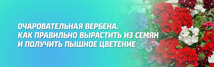 ВЕРБЕНА – ЛЕТНЕЕ ОЧАРОВАНИЕ. ВЕРБЕНА – ЛЕТНЕЕ ОЧАРОВАНИЕ.
