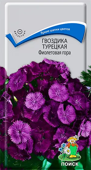Семена Гвоздика Фиолетовая гора турецкая.
Очень привлекательное растение с плотными приплюснутыми ярко-пурпурными шапками цветков. 
Кустик высотой 50 см. Листья линейно-ланцетные, зеленые. 
К концу 1-го года выращивания образуется розетка прикорневых листьев. На следующий год растения цветут с конца июня в течение месяца.
Используют для сборных цветников, рабаток и для срезки.
Растение холодо- и засухоустойчивое, предпочитает солнечное место, но может расти и в полутени. 
Хорошо растёт на плодородных дренированных почвах. 
Посев семян производят в мае-июне в открытый грунт на разводочные гряды, слегка присыпав их влажным песком. 
При температуре почвы +18-20°С всходы появляются через 10-14 дней. 
На постоянное место рассаду высаживают в августе, выдерживая расстояние между растениями 25-30 см. 
Можно размножать отводками весной и осенью.