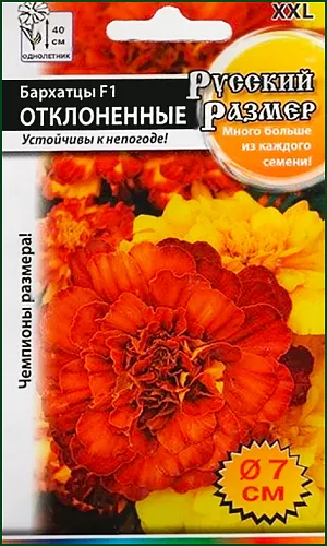 <div>
 Семена Бархатцы Русский размер F1 отклоненные, смесь.
</div>
 Самые крупные цветки среди отклоненных бархатцев! Раскидистые кусты сплошь усыпаны огромными цветками. Устойчивы к жаре и к дождю.<br>
 Агротехника: посев на рассаду, на глубину 0,5 см. Семена высевают в легкую питательную почву. Всходы появляются через 7-14 дней при оптимальной температуре 14-16°С. Высадка в открытый грунт, когда минует угроза заморозков. Размещают на открытых, солнечных участках. К почвам не требовательны, но предпочтительны легкие.<br>
Указанные размеры являются потенциально достижимыми, и могут отличаться в зависимости от условий выращивания.