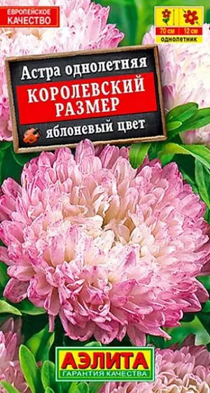 Семена Астра Королевский размер яблоневый цвет.
<p>
 <b>Великолепная серия крупноцветковых астр универсального назначения</b>– на срезку и для украшения цветников. Формирует пышный,  пирамидальный куст высотой 90-100 см. Соцветия густомахровые, полусферической формы, диаметром более 12 см, на длинных, прочных цветоносах. Цветет обильно, длительно с начала августа до устойчивых заморозков. Обладает сравнительно высокой устойчивостью к болезням.<br>
</p>
<p>
 Выращивают рассадным способом. С развитием первой пары настоящих листочков сеянцы пикируют. На постоянное место рассаду высаживают в возрасте30-35 дней. Возможен посев семян в открытый грунт весной или под зиму, в конце октября, на глубину 0,5-1 см. Растениям необходимы регулярные поливы, прополки, рыхления и подкормки.<br>
</p>
 <br>
 <br>