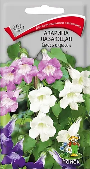 <div>
 Семена Азарина лазающая Смесь окрасок.
</div>
 Замечательное ампельное растение, популярность которого неуклонно растет.  Стебли достигают 2,5 м длины. Бархатистые листья хорошо оттеняют крупные воронковидные цветки, располагающиеся по всей длине стебля. Цветёт с июля по сентябрь. Используют для балконов в подвесных корзинах, декорирования заборов и беседок.<br>
Агротехника. Растение предпочитает хорошо дренированные почвы и солнечные места. Посев семян проводят в феврале-апреле в горшочки по 3-4 семени. Семена слегка вдавливают в почву, не присыпая землей. Посадочную емкость накрывают стеклом и ставят в освещенное место. При температуре почвы +20°C всходы появляются на 21 день. В открытый грунт рассаду высаживают после окончания весенних заморозков, выдерживая расстояние между растениями 45-60 см. 