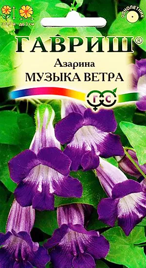 Семена Азарина Музыка ветра.
Однолетнее вьющееся растение длиной 3-3,5 м. Мелкие, темно-зеленые, бархатистые листья – великолепный фон для крупных, до 3 см, воронковидных цветов насыщенного фиолетового тона, располагающихся по всей длине стебля. 
При раннем посеве цветение начинается в июне и продолжается до осени. 
Растение предпочитает хорошо дренированную почву и солнечные места. 
При выращивании рассады посевы проводят в феврале-апреле в горшочки по 3-4 семени. 
Семена слегка вдавливают в почву, не присыпая землей. 
Посадочную емкость накрывают стеклом и ставят в освещенное место. При температуре почвы +10-20 °C всходы появляются на 14-21 день.
Рассаду в открытый грунт высаживают в конце мая. Используют для декорирования балконов, беседок, перегородок, трельяжей.