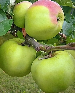 Яблоня Магнитогорское зимнее