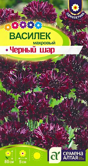 <div>
 Семена Василек Черный шар махровый.
</div>
 Декоративно-цветущий однолетник, создающий в саду настроение настоящего русского лета. Растение высокорослое, до 80 см., разветвленное, несущее на концах побегов множество махровых соцветий завораживающей темно-бордовой, почти черной окраски, до 5 см. диаметром. Особенность сорта – характерная шаровидная форма соцветий. Цветение длится с июня по август, для продления цветения увядшие корзинки удаляют. Прекрасно подойдет для высоких бордюров, цветников в ландшафтном стиле, срезки. Светолюбивое, холодостойкое, засухоустойчивое растение, не выносит переувлажнения. <br>
 <br>
Предпочитает открытые солнечные участки на рыхлых суглинистых, богатых известью питательных почвах с нейтральной кислотностью. Выращивают посевом семян в открытый грунт в конце апреля - начале мая, как только почва прогреется до +3-5°C. Холодов и кратковременных ночных заморозков растения не боятся. Возможен и подзимний посев в октябре при температуре близкой к нулю. Подзимний посев позволяет достичь более раннего цветения. Перед посевом почву перекапывают на штык лопаты и вносят подкормку из расчета на 1м2: 2 кг перегноя, 100 г древесной золы и 1 ст. ложку нитрофоски. Семена высевают в бороздки глубиной 1,5-2 см, предварительно пролитые водой. Сеют с шагом в 5-7 см, мульчируют слоем почвы 0,3-0,5 см и поливают. Чтобы ускорить появление всходов, избежать пересыхания почвы и образования корки на поверхности, гряды накрывают агроволокном. Полив выполняют поверху 1 раз в 3-4 дня. Необходимое время на прорастание семян 7-14 дней. Спустя 2-3 недели всходы прореживают с интервалом 35-40 см между растениями.