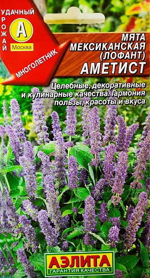 Семена Мята мексиканская Аметист