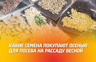 Какие семена овощей покупают осенью