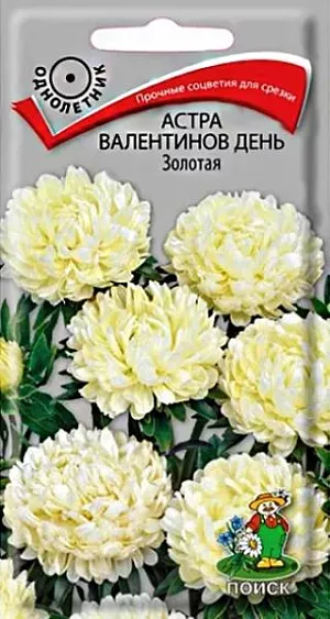 Семена Астра Валентинов день Золотая. Растение высотой 60 см. Тип растения «мультифлора» - формирует множество цветков красивой круглой, почти шаровидной формы. Соцветия прочные, жёлтого цвета. Цветет обильно с июля до морозов. Используют в сборных цветниках, на рабатках, для срезки.<br>
 Агротехника. Растение предпочитает открытое солнечное место, но выносит и полутень. Лучше растет на легких, плодородных почвах. Не переносит внесения органических удобрений в год посадки.<br>
Семена высевают с середины февраля по апрель. Глубина заделки семян 0,5 см. При температуре +20°C всходы появляются на 7-14 день. Через 3-4 недели посевы пикируют и выращивают при температуре 12-15°C. В грунт рассаду высаживают во второй половине мая, расстояние между растениями 20 см.