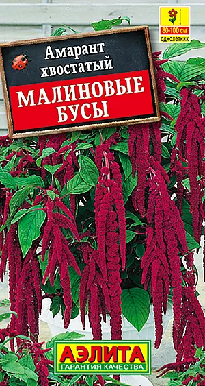 Семена Амарант Малиновые бусы.
Быстрорастущий однолетник с мощным, ветвистым стеблем 100 см высотой. Амарантом декорируют стены, заборы, низкие постройки, используют в высоких бордюрах, живых изгородях. Одиночные растения уместны в центре большой клумбы, в смешанных цветниках. Группы из амаранта хорошо смотрятся на фоне кустарников и газонов. Он дает прекрасный материал для букетов и композиций, в т. ч. зимних. 
Агротехника. Свето- и теплолюбивый, засухоустойчивый, не переносит заморозков, предпочитает легкие, питательные, нейтральные по кислотности почвы.
Посев в открытый грунт в конце мая, всходы появляются через 4-5 дней. Всходы прореживают с шагом 30-40 см. Декоративен с начала июля до заморозков. Для поддержания декоративности желательны подкормки комплексным удобрением каждые две недели. Для продолжительного и обильного цветения растениям необходим своевременный полив, регулярная прополка, рыхление и подкормка минеральными удобрениями.