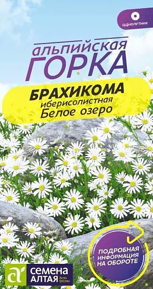 Брахикома Белое озеро из каталога Разные Ветвящийся грациозный многолетник родом из Австралии. В наших широтах выращивают как однолетник. Растение невысокое, до 20 см, легко выращивается и непривередливо в уходе. Стебель сильно ветвится, образуя компактный травянистый кустик. Листья небольшие ажурные мелкорассечённые насыщенно-зеленой окраски. Цветки 2-3 см в поперечнике очень напоминают ромашку, только лепестки окрашены в белый цвет. Великолепное растение для клумб, рабаток, бордюров, каменистых горок. Свето- и теплолюбивое растение, предпочитает открытые солнечные участки на легких, немного суховатых, но питательных почвах.<br>
<br>
Семена на рассаду высевают в конце марта в почвосмесь, которую предварительно проливают легким раствором марганцовки. Семена не следует ни присыпать сверху, ни вдавливать в почву. Ящики накрывают стеклом и ставят в теплое место. Всходы появляются спустя неделю. Рекомендуется поддерживать температуру +20°С, обеспечивать полив и проветривание. После появления 3-х настоящих листочков проводят пикировку в более глубокие емкости с интервалом 5 см. Пересаживать нужно аккуратно, сохраняя ком земли на корнях. В открытый грунт рассаду высаживают в конце мая, выдерживая посадочный интервал 15 см. Цветение с конца июня до начала осени.