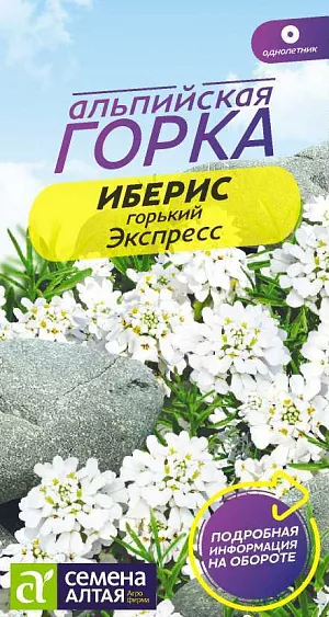 Иберис Экспресс горький

Однолетнее пышноцветущее растение, медонос с отличным ароматом. Куст ибериса горького достигает высоты 30 см, форма стебля – ветвящаяся. Крупные листья ланцетные с зубчатыми краями. Соцветия внешне похожи на цветки гиацинта, представляют собой группу ярко-белых корончатых цветков. Незаменим для оформления рокариев и альпийских горок, идеально подчеркивает текстуру камней и каменной крошки, применяется в качестве бордюрного растения, великолепно смотрится на переднем плане клумб и миксбордеров, также выращивается в контейнерах и балконных ящиках. Растение нетребовательно к почвам, но лучше растет на песчаной и суглинистой. Единственное требование – водопроницаемость. Предпочитает открытые солнечные участки, поскольку даже полутень негативно сказывается на декоративности растения. Размножают посевом семян в открытый грунт в апреле-мае. Глубина заделки семян – 0,5 см. При температуре почвы +18°C всходы появляются примерно через 14 дней. Растение крайне негативно относится к пересадкам, поэтому выбирайте место так, чтобы его не тревожить. Всходы прореживают с интервалом 20-25 см. Возможен посев семян в открытый грунт под зиму. Цветение начинается в июне и длится в течение двух месяцев.
